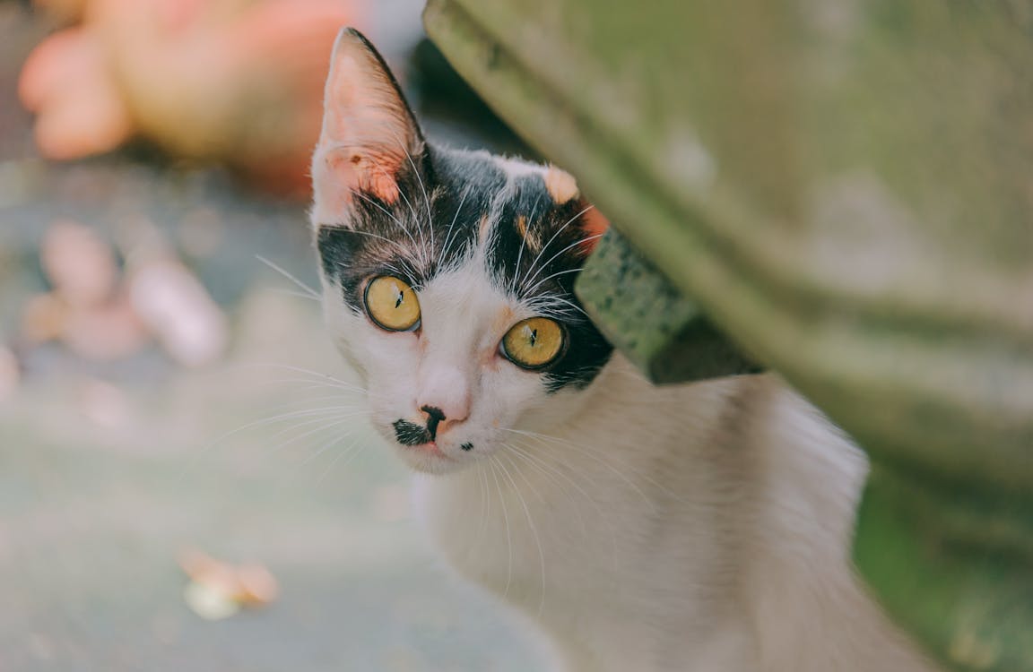 Free A cute calico cat with striking yellow eyes peeking out from behind a bush outdoors. Stock Photo