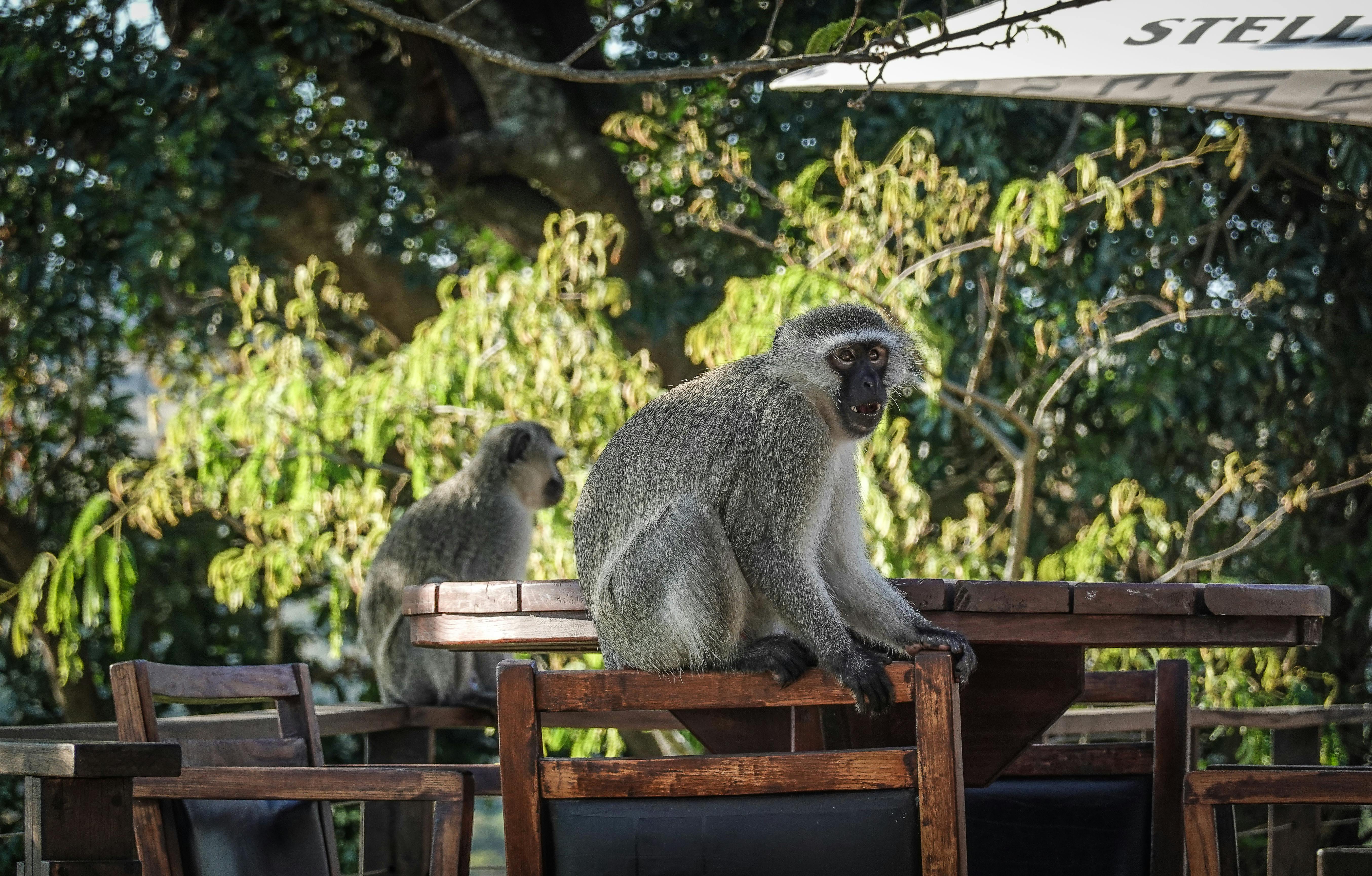 3.000+ melhores imagens de Macaco · Download 100% grátis · Fotos  profissionais do Pexels