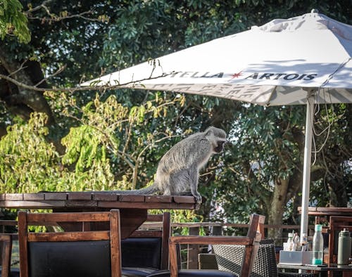 Gray Monkey Sitting on the Wooden Table 