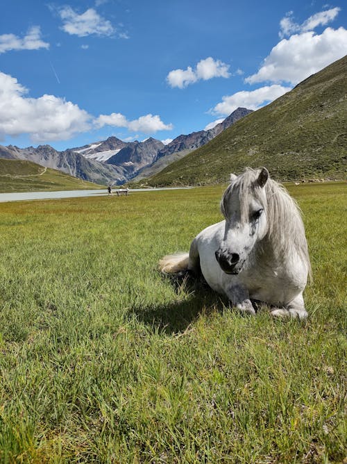 Gratuit Imagine de stoc gratuită din animal, animale domestice, cal alb Fotografie de stoc