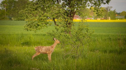 Foto profissional grátis de animais em estado selvagem, corça, selvagem