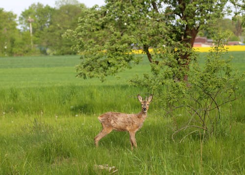 Brown Roe Deer on Green Grass Field