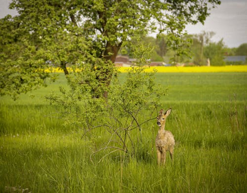 Ilmainen kuvapankkikuva tunnisteilla eläimiä, maa-elämän, Metsäkauris