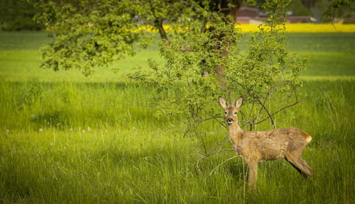 Immagine gratuita di animali allo stato selvatico, capriolo, selvaggio