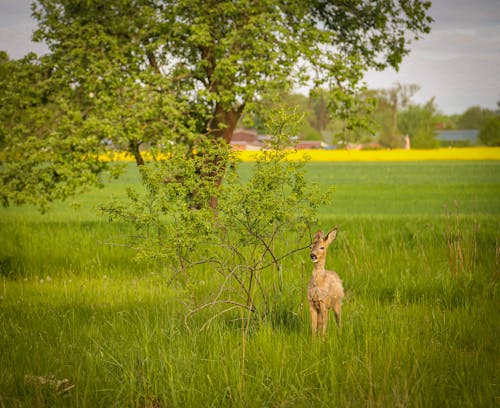 土地生活, 羅鹿, 野生 的 免費圖庫相片