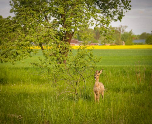 Immagine gratuita di animali allo stato selvatico, capriolo, selvaggio