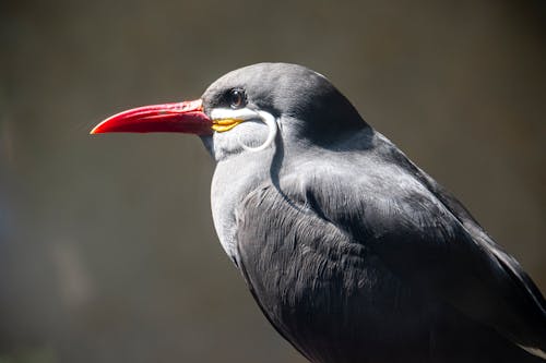 Gratis lagerfoto af dyr, dyrefotografering, fjer