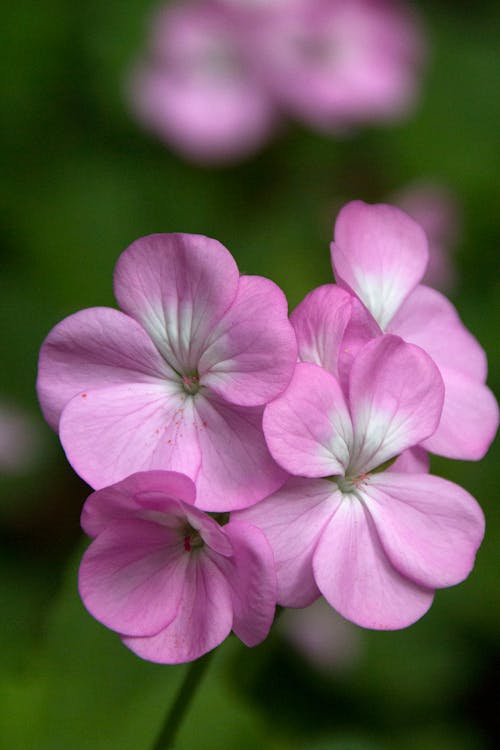 Close-up of Pink Flowers