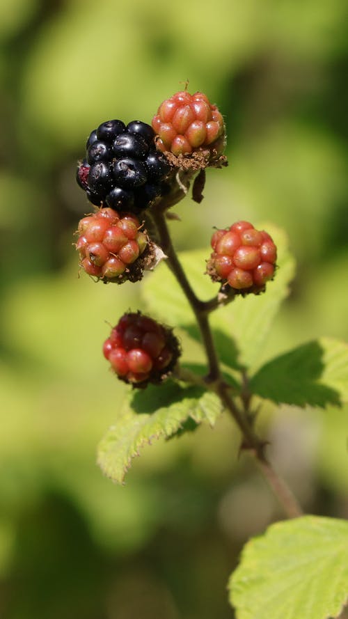 Ripe and Unripe Berries on Stem