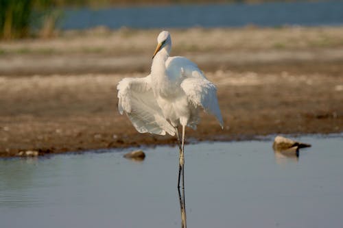 Бесплатное стоковое фото с белая птица, белая цапля, болото
