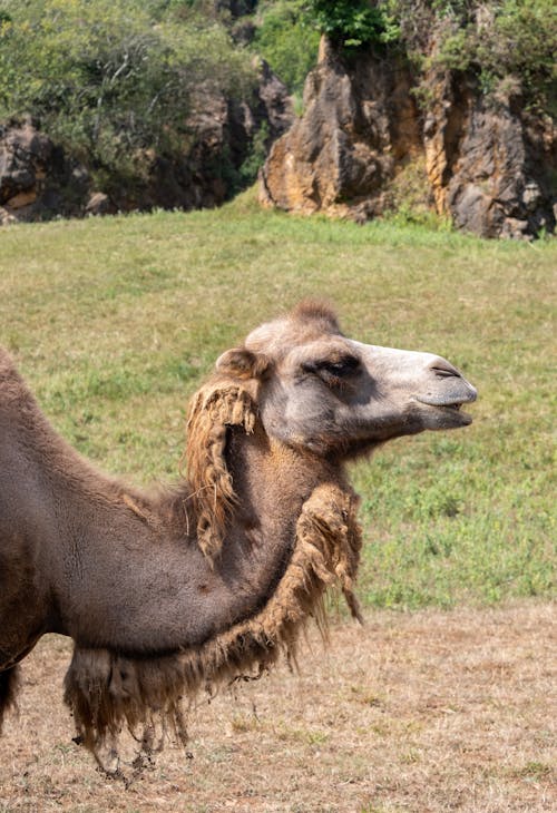 Fotobanka s bezplatnými fotkami na tému arabská ťava, bočný pohľad, divočina