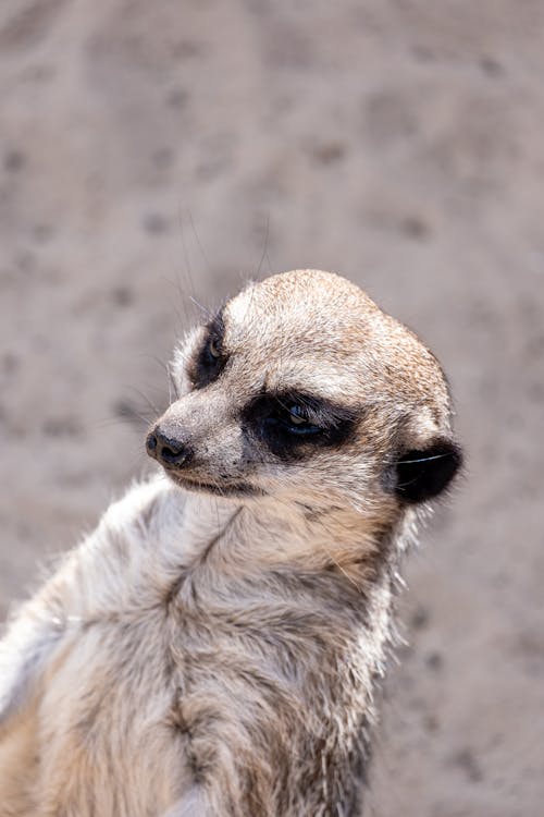 A Close-Up Shot of a Meerkat