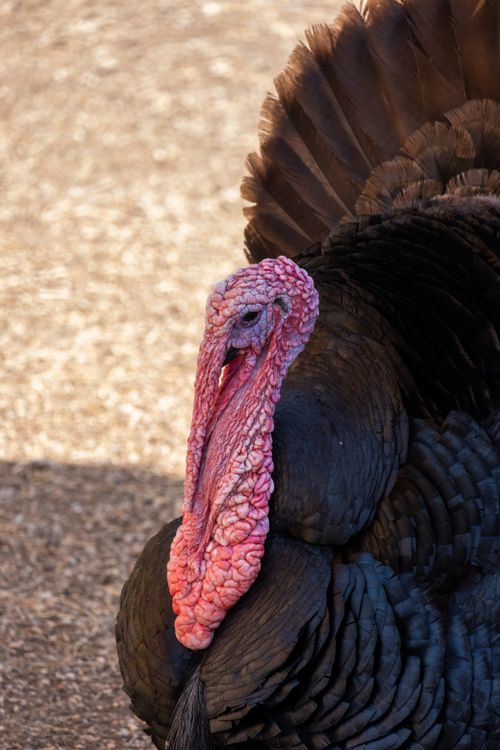 Free Detailed close-up shot of a turkey outdoors, highlighting its features. Stock Photo