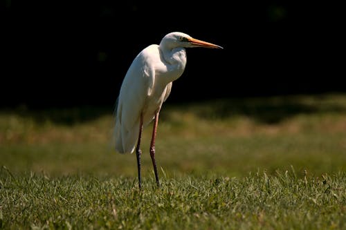 Gratis stockfoto met aviaire, beest, dieren in het wild