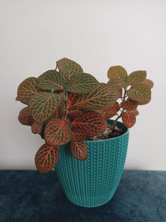 Mosaic plant in a textured teal pot — photo by Ceyda Eser on Pexels