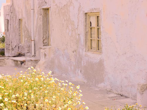 Free stock photo of flowers, old house, ruin