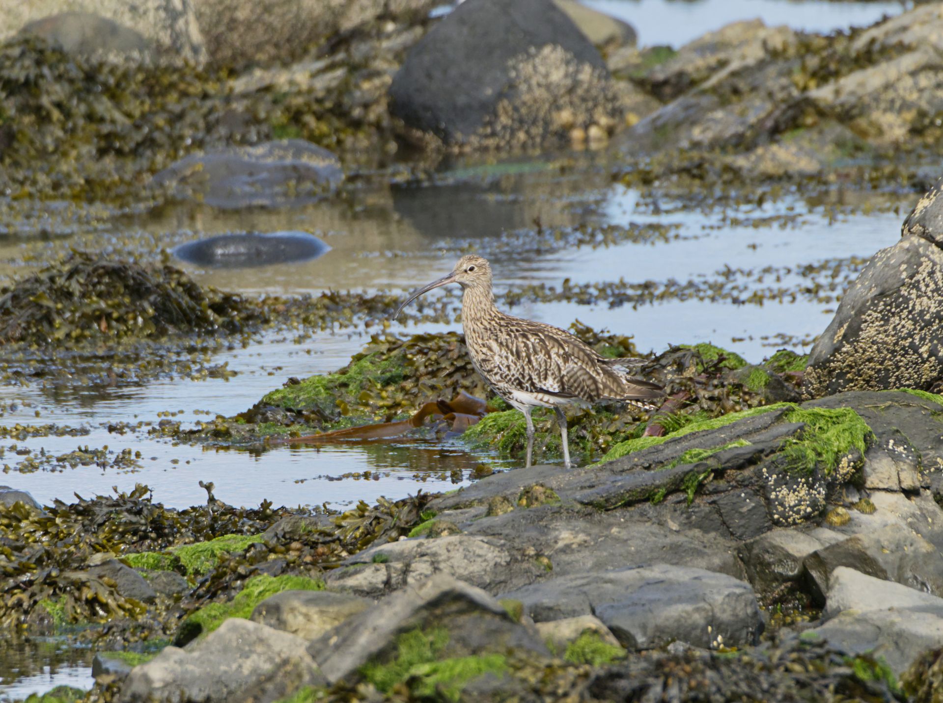 Curlew standing on mossy rocks in wetlands, showcasing natural habitat and wildlife.