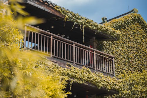 Brown Wooden House Covered with Climbing Plants