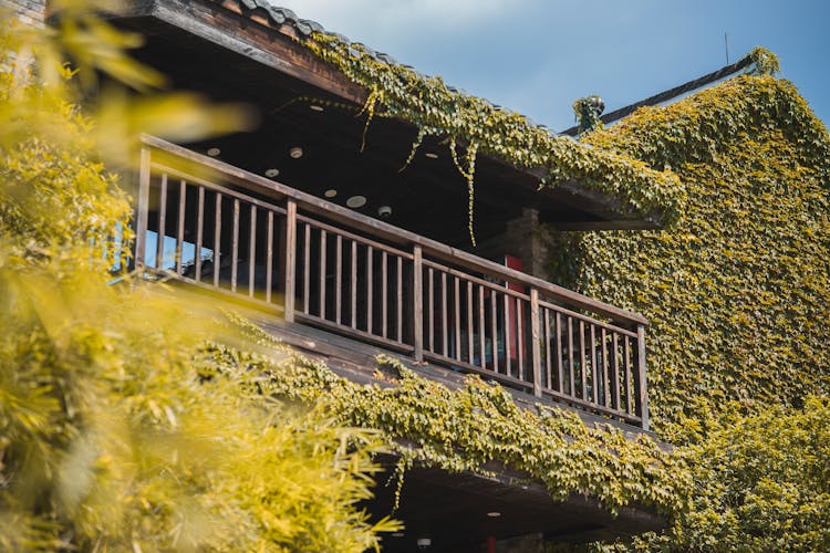 Brown Wooden House Covered With Climbing Plants