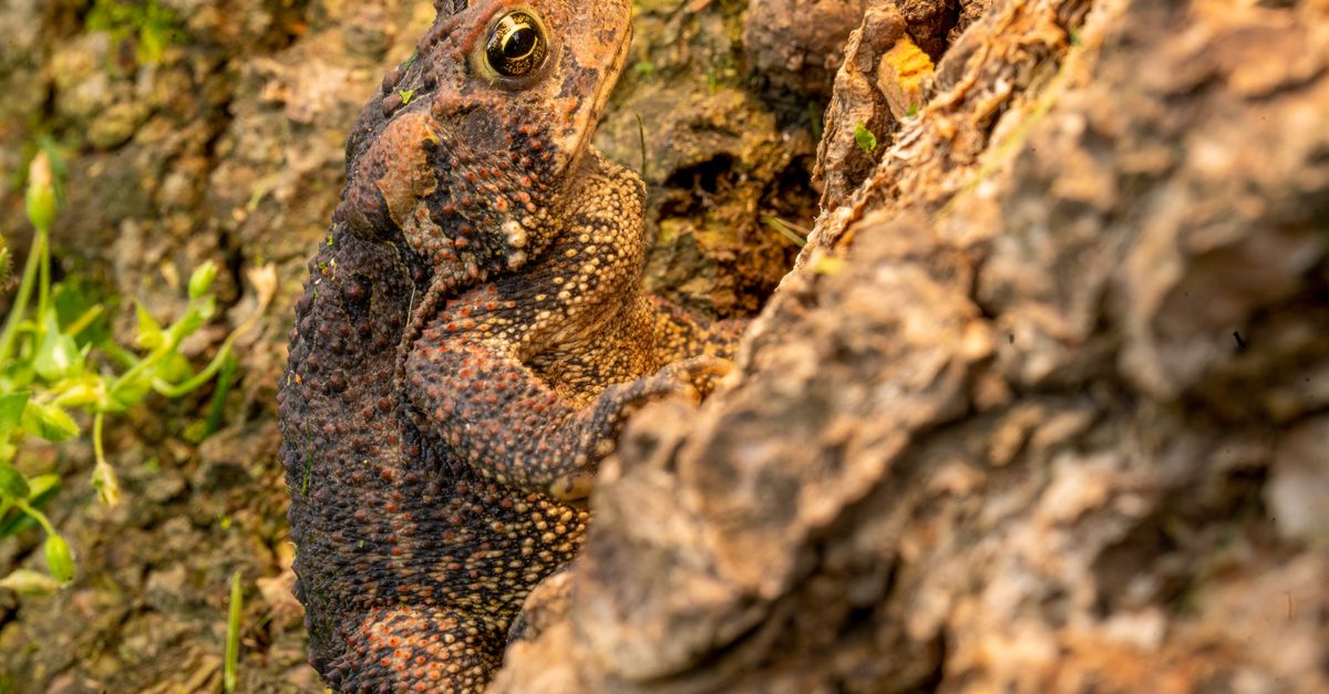 Toad On Rocks A Toad on Big Rock · Free Stock Photo
