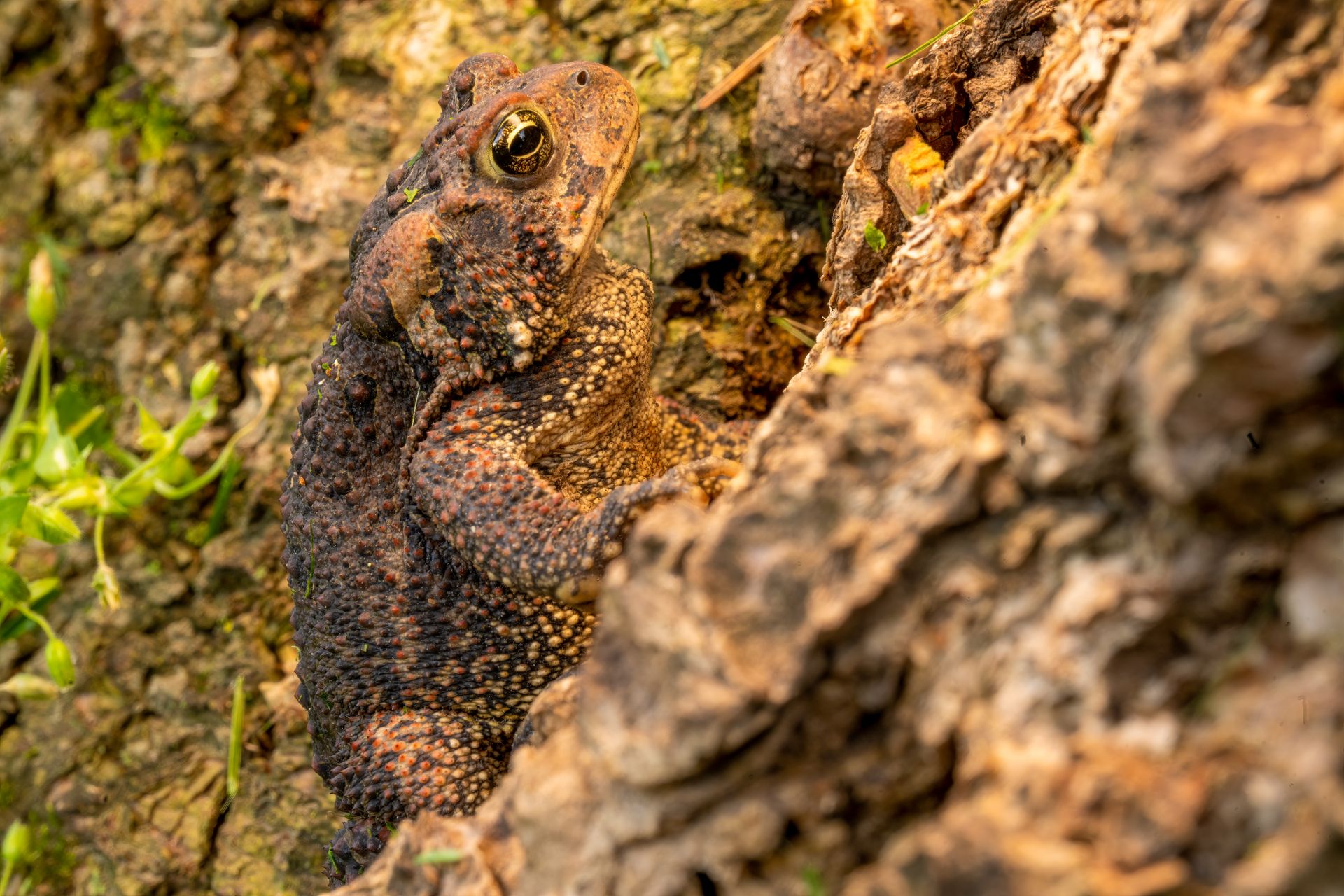 A Toad on Big Rock