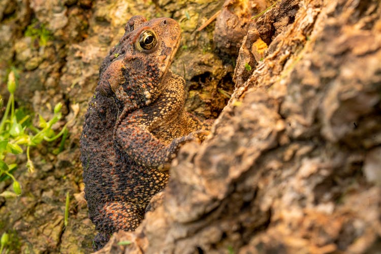 A Toad On Big Rock