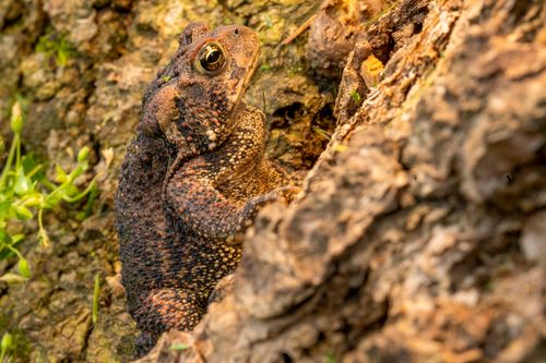 Free Detailed close-up of a toad perched on rugged tree bark in a natural setting. Stock Photo