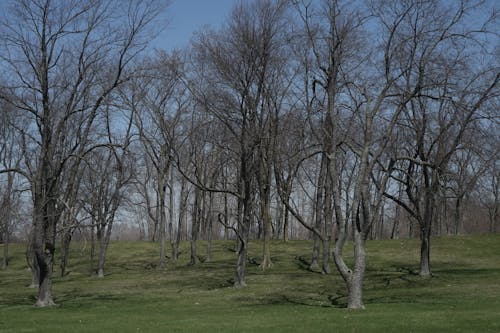 Bare Trees in Green Grass Field
