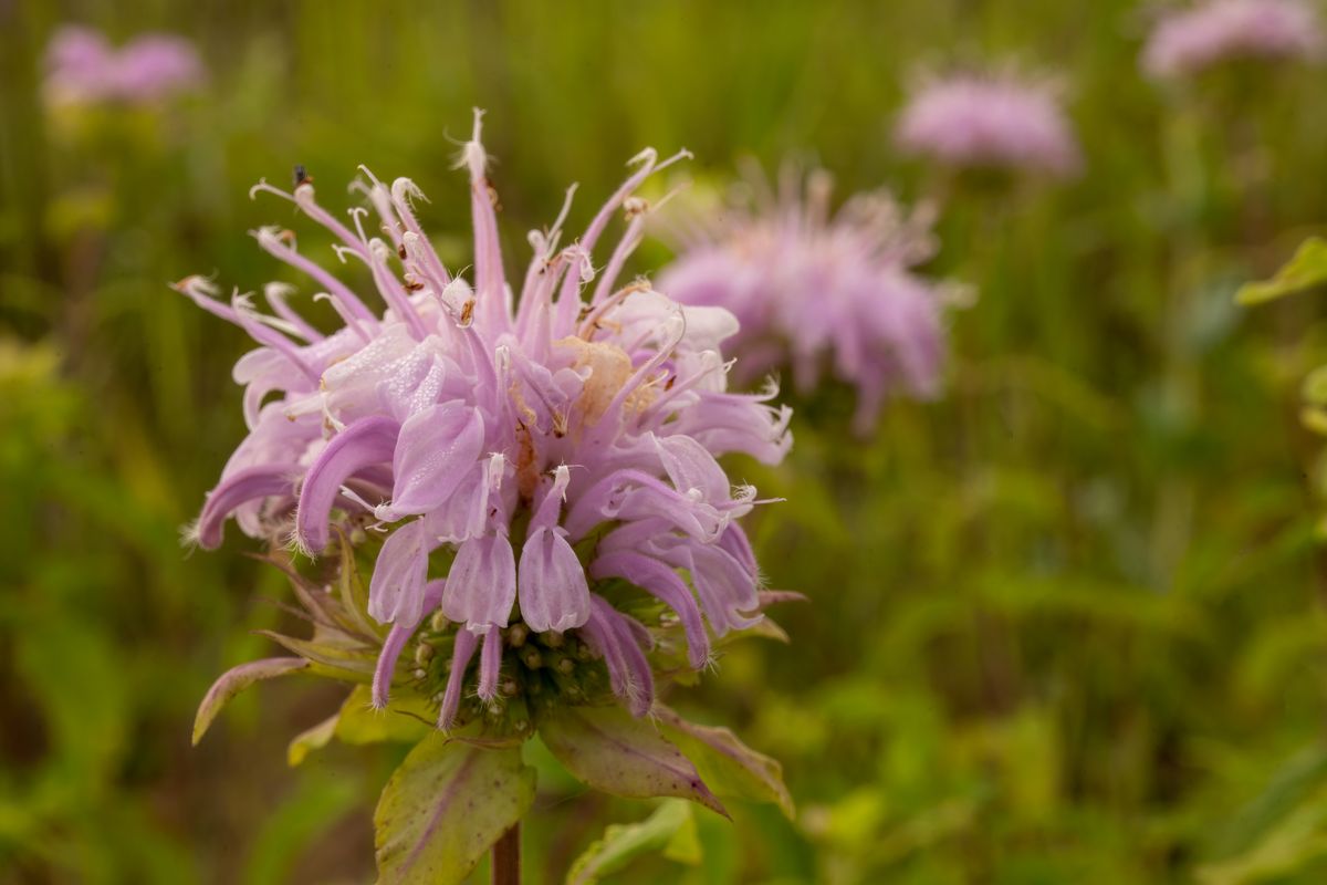 13 Bee-Friendly Perennials to Plant This Fall 2 Pale pink wild bergamot flower head in a Minnesota field