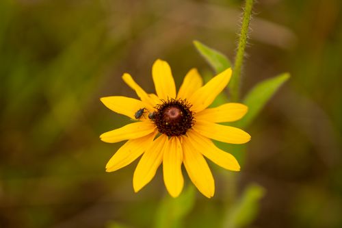Free Close-up of a vibrant yellow Black-eyed Susan with a small insect on it, set against a soft green background. Stock Photo
