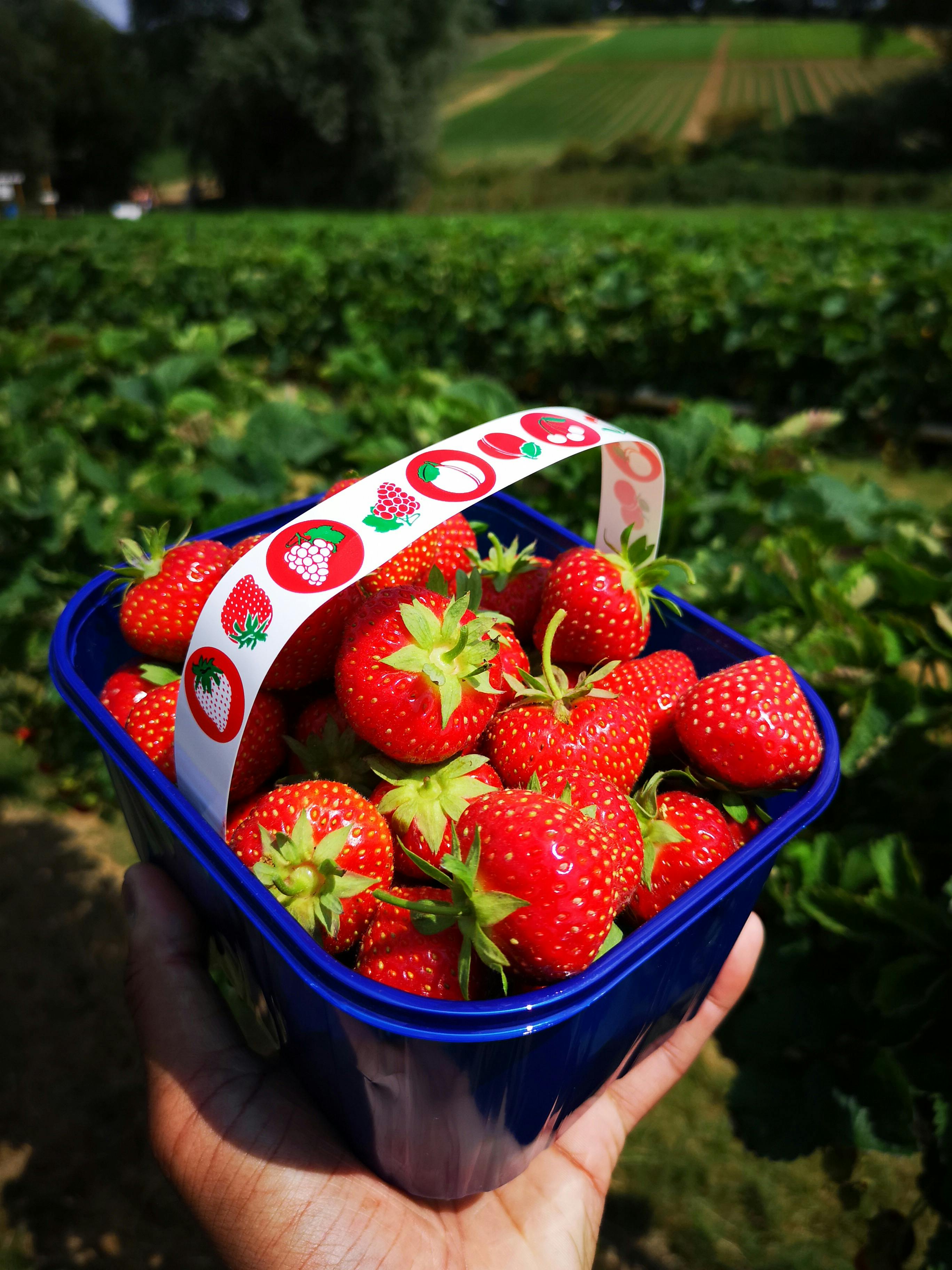 Foto Stok Gratis Tentang Memetik Buah Stroberi