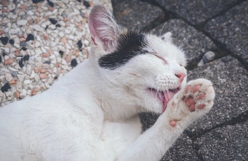 Free Closeup Photo of Cat Licking Its Paw Stock Photo