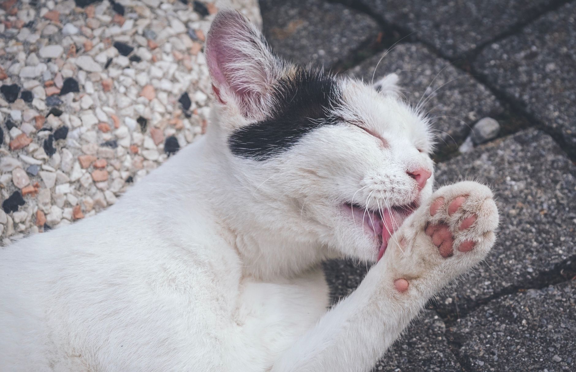 Best Eco-Friendly Grooming Wipes for Cats (2026) – Gentle, Sustainable Cleaning That Works