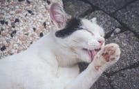 一张迷人的特写照片中，一只家猫正在户外的石头表面上舔爪子