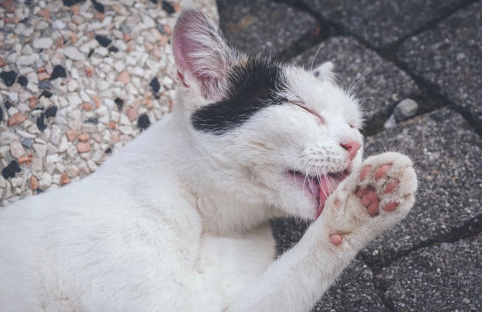 A charming close-up photo of a domestic cat licking its paw on a stone surface outdoors.