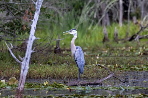 A Great Blue Heron in a Swamp