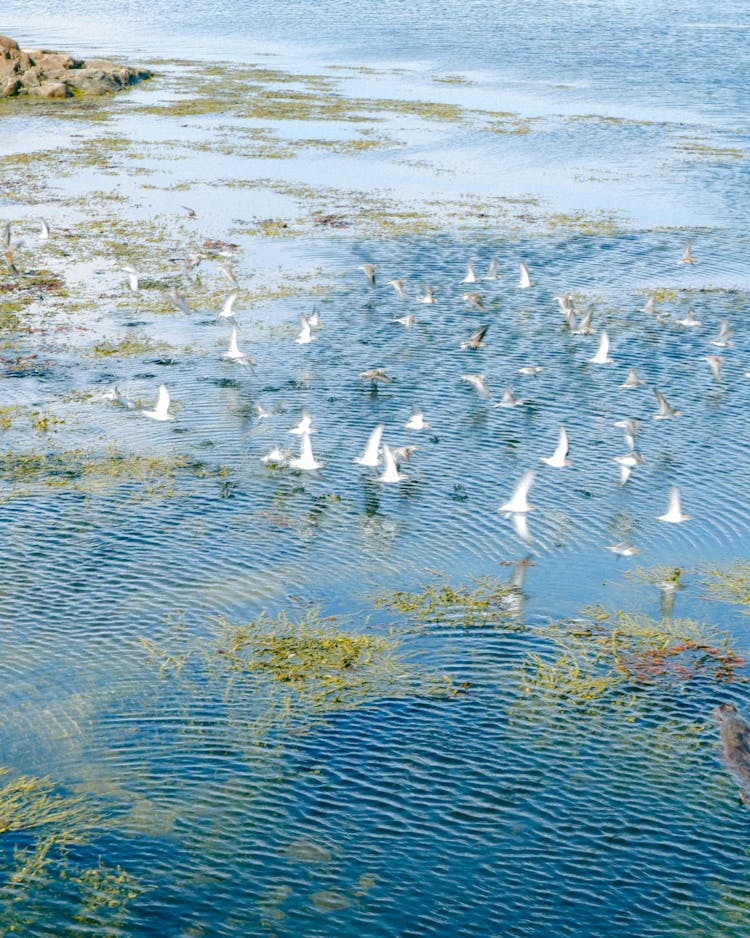 Flock Of Birds Flying Above Water