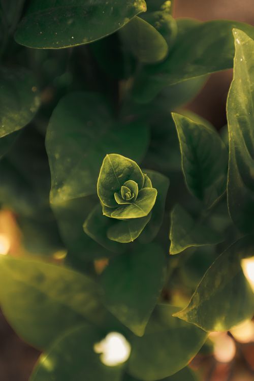 Free Captivating close-up of green leaves in Maceió, AL, Brazil, showcasing vibrant natural beauty. Stock Photo