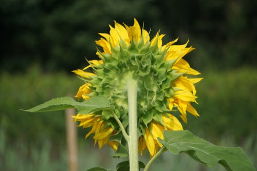 Free stock photo of the unknown face of sunflower