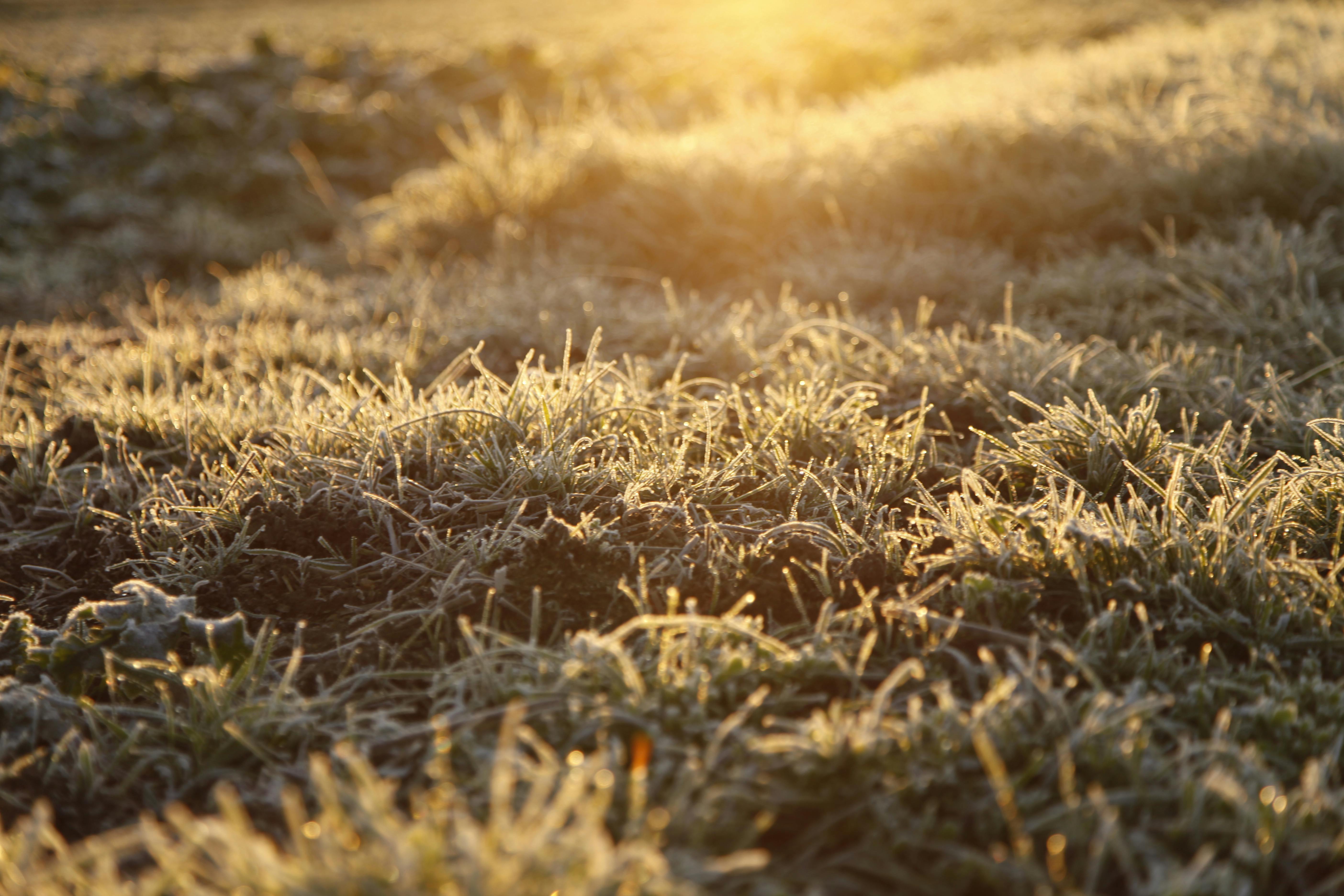 Free stock photo of dawn, frozen grass