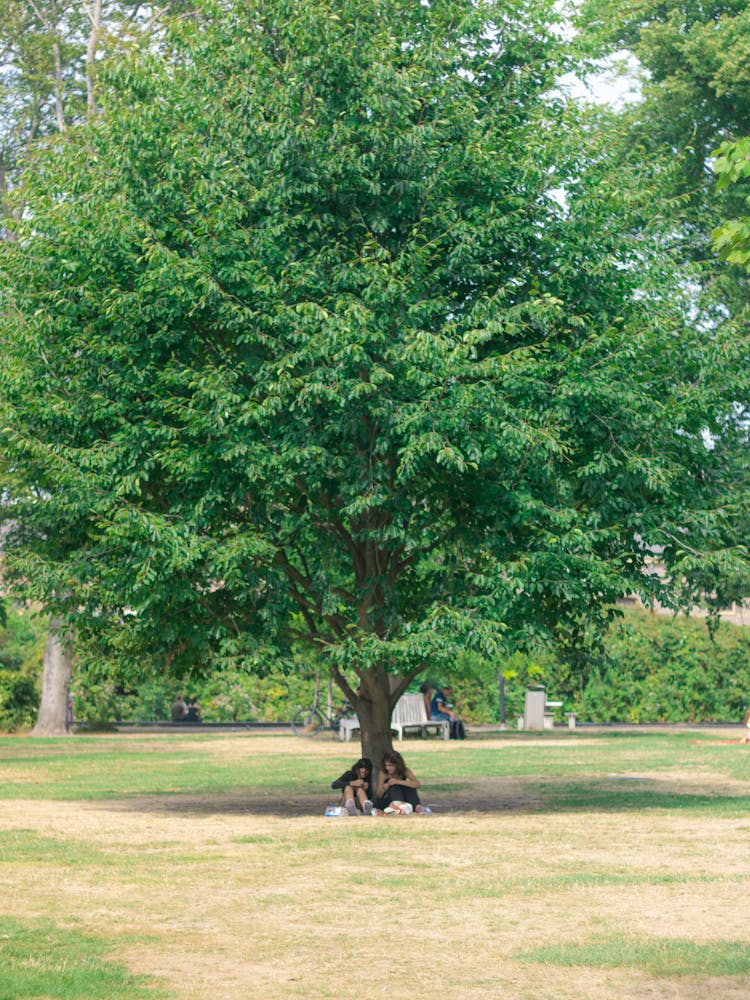 People Under The Tree In The Park