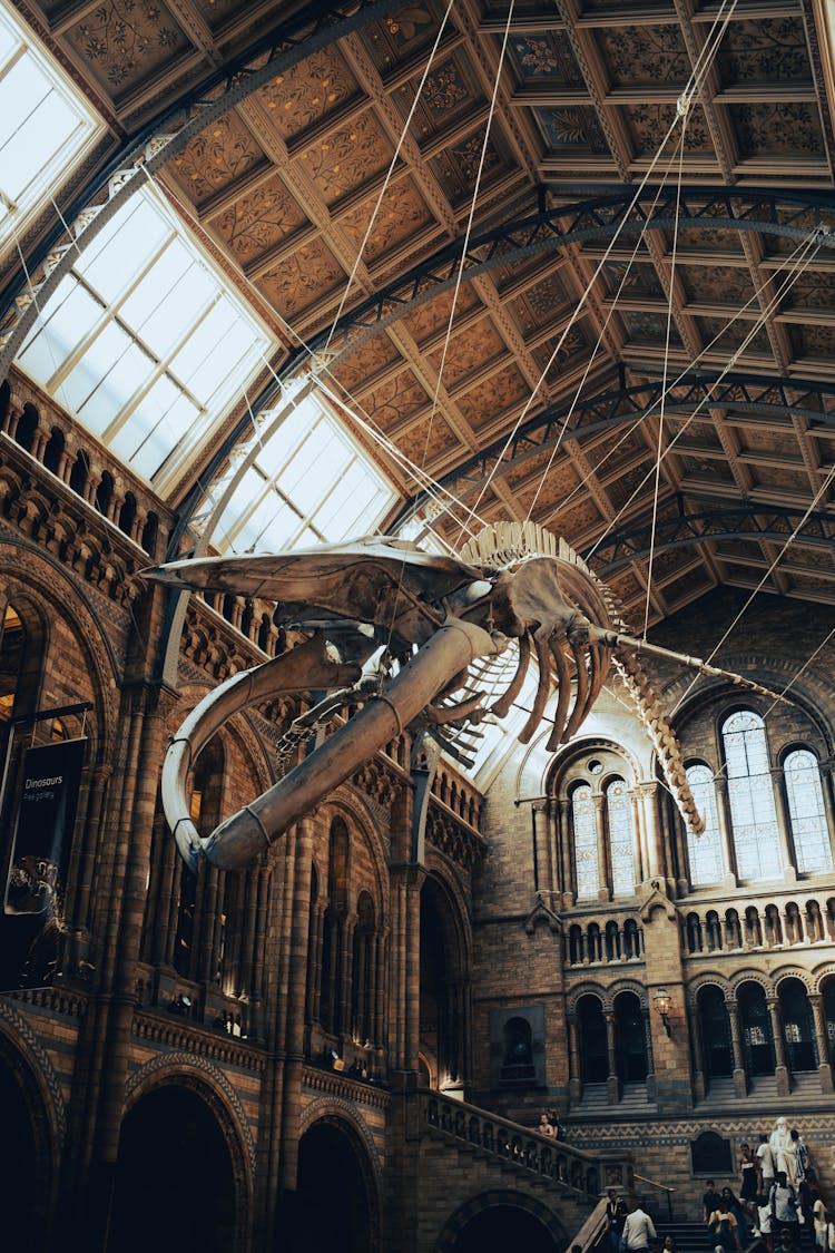 Natural History Museum Interior With Suspended Whale Skeleton