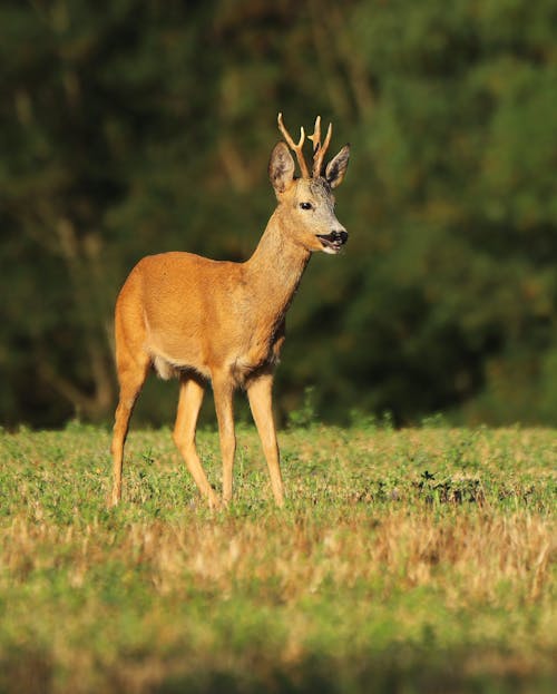 Roe Deer on Green Grass Field