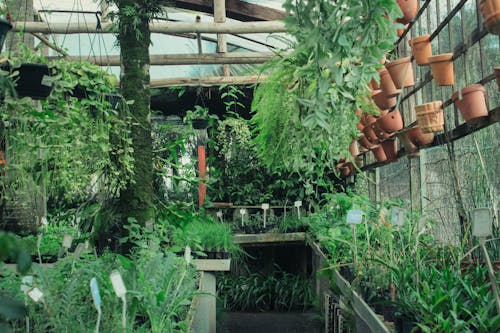 Green Herbs Cultivated in a Greenhouse