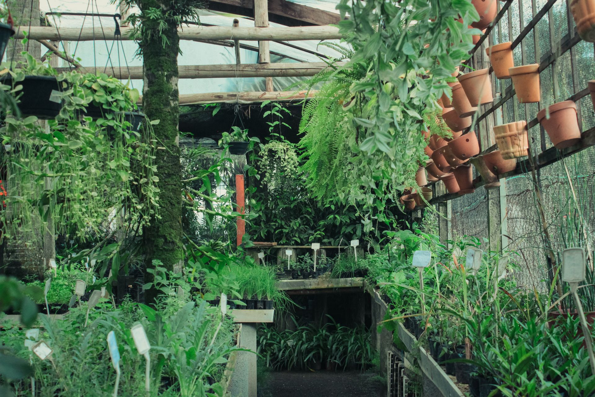 Explore the vibrant greenery inside a thriving greenhouse filled with hanging plants and pots.