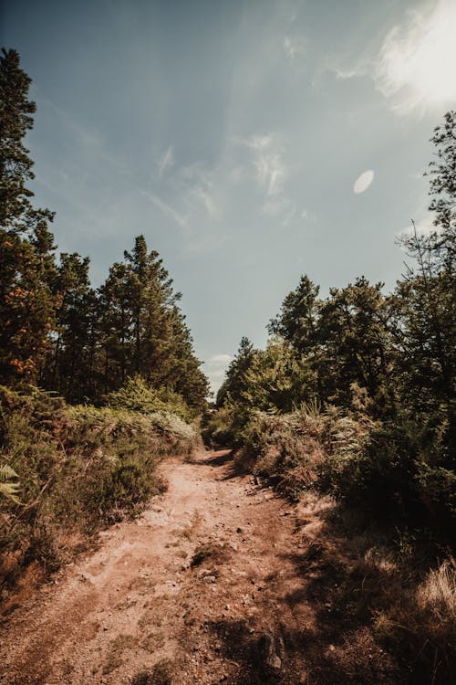 Dirt Path between Green Trees in the Forest