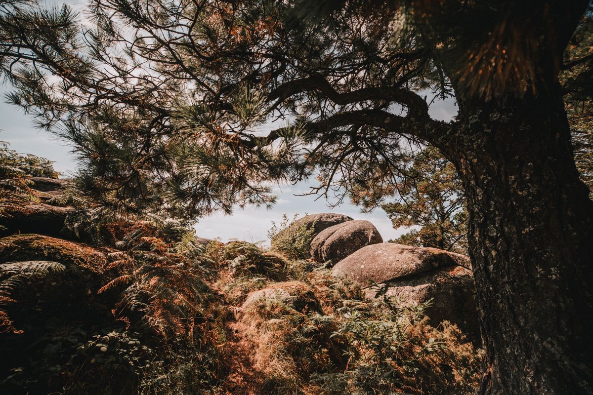 Rocks on grass covered ground