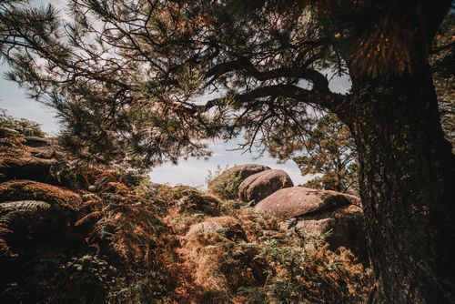 Free Explore nature's beauty with trees and rocks in a serene forest setting. Stock Photo