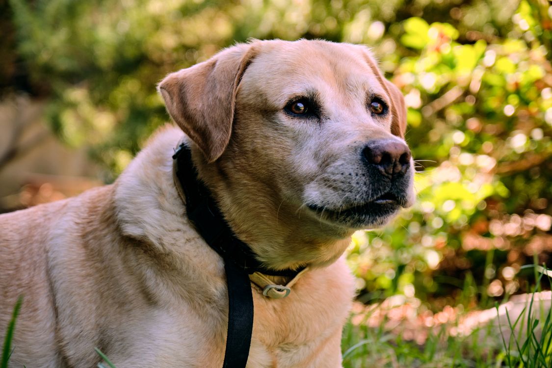 Short Labrador Close Up Shot of a Dog · Free Stock Photo