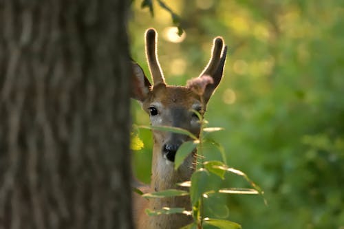 A Deer Behind Green Plant